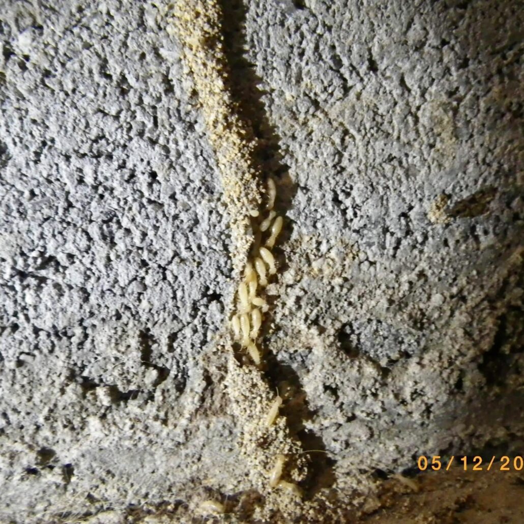 Termite tube with termites inside show active infestation