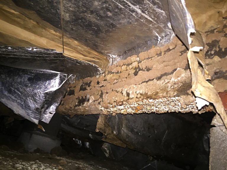 Crawlspace full of moldy joists highlighting the importance of summer home maintenance.