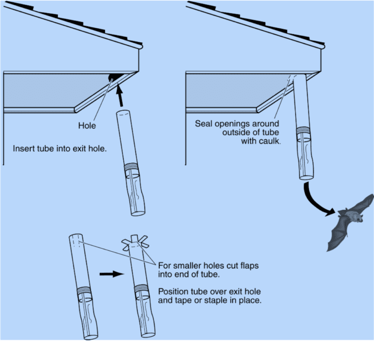 bat exclusion is the most humane way to get rid of bats