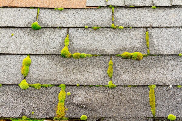 moss on asphalt shingles