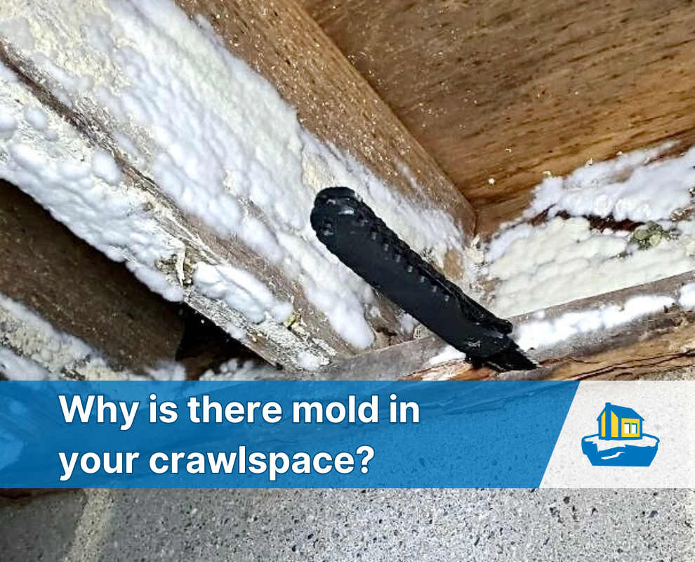 mold in crawlspace