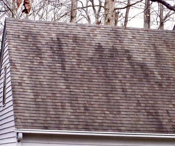 algae on roof